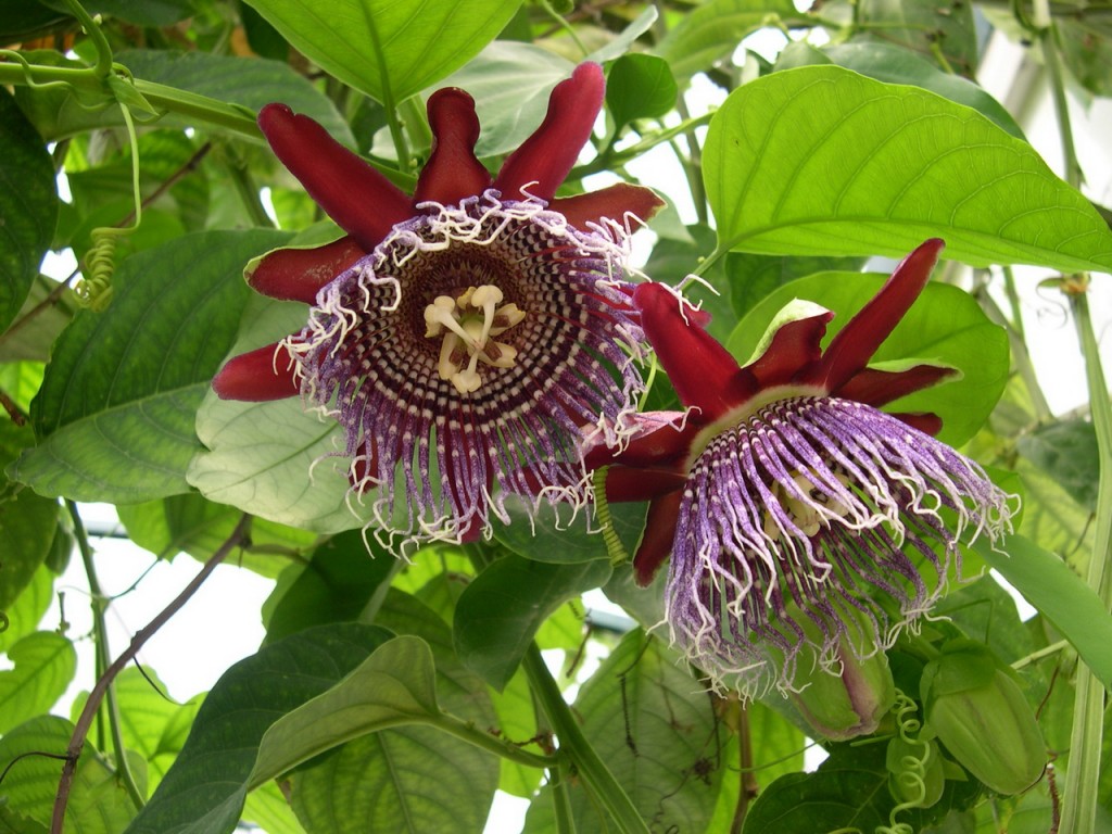 15-seeds-passiflora-quadrangularis-seeds-giant-granadilla-seeds-3.gif