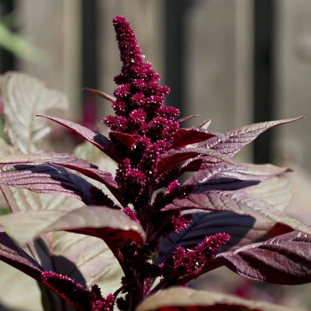 amaranth-hopi-red-dye-amaranthus-caudatus-seeds-amkha-seed_458.jpg
