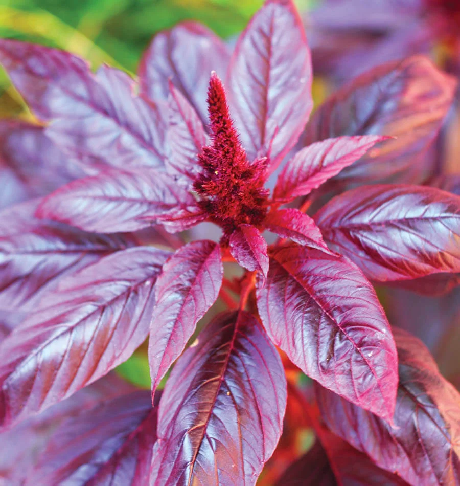 MU560-Hopi-Red-Dye-Amaranth-Seeds.jpg
