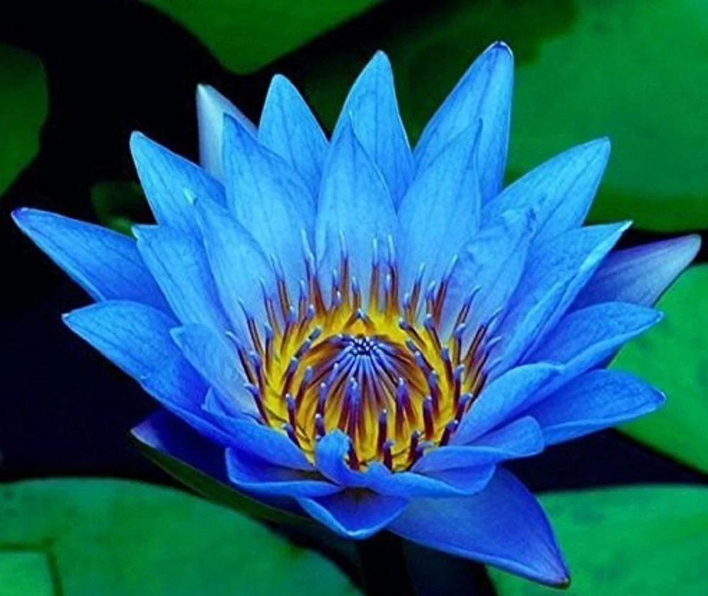 Dark Blue Water Lily 5 Seeds Rareplant