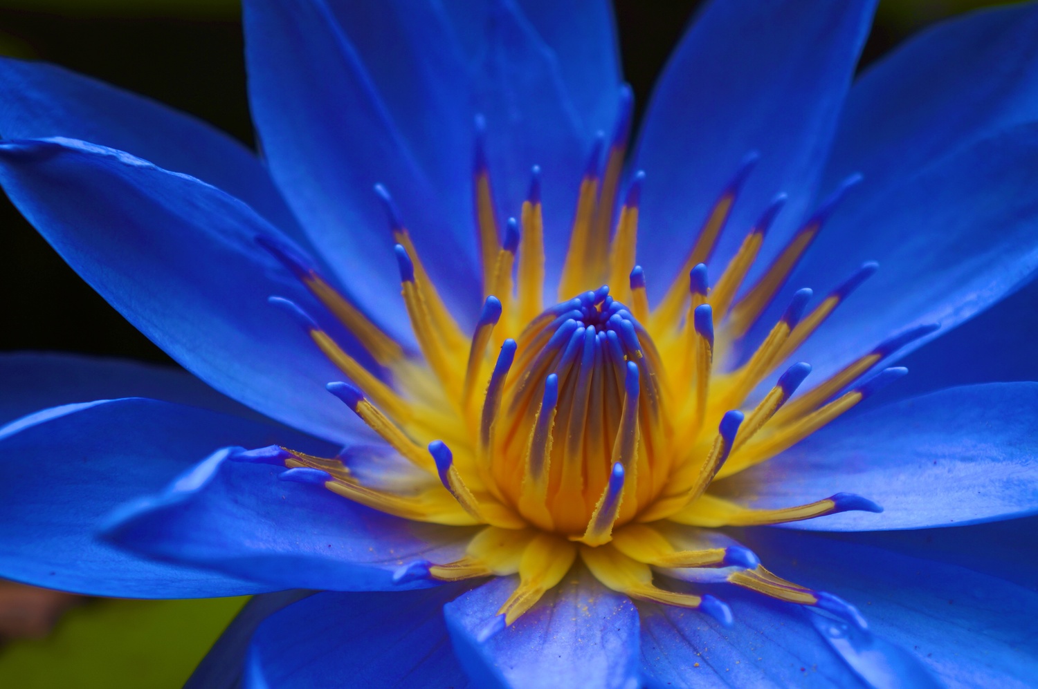 Dark Blue Water Lily 5 Seeds Rareplant Dark Blue Water Lily 5 Seeds Rareplant