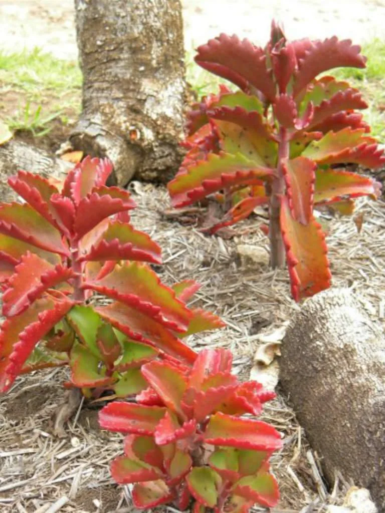 liquid fertilizer for aquarium plants Tropica Premium Nutrition