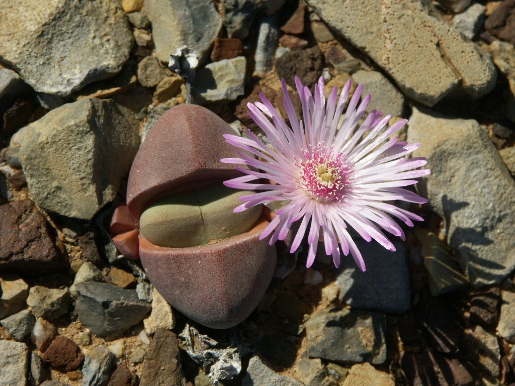 didymaotus_4176b98e-64f8-4eb0-8cc6-b57158c0d93d_530x@2x.jpg