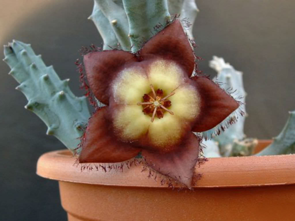 Tromotriche-revoluta-Revolute-flowered-Tromotriche1.jpg