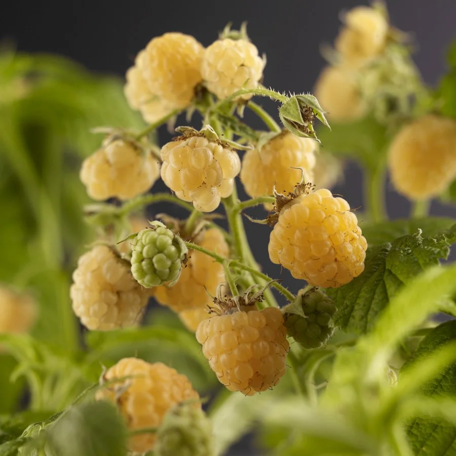 framboos-rubus-idaeus-fallgold-33566-d30.jpg