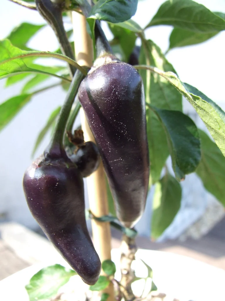 prod_33187_12681.V1.jpg