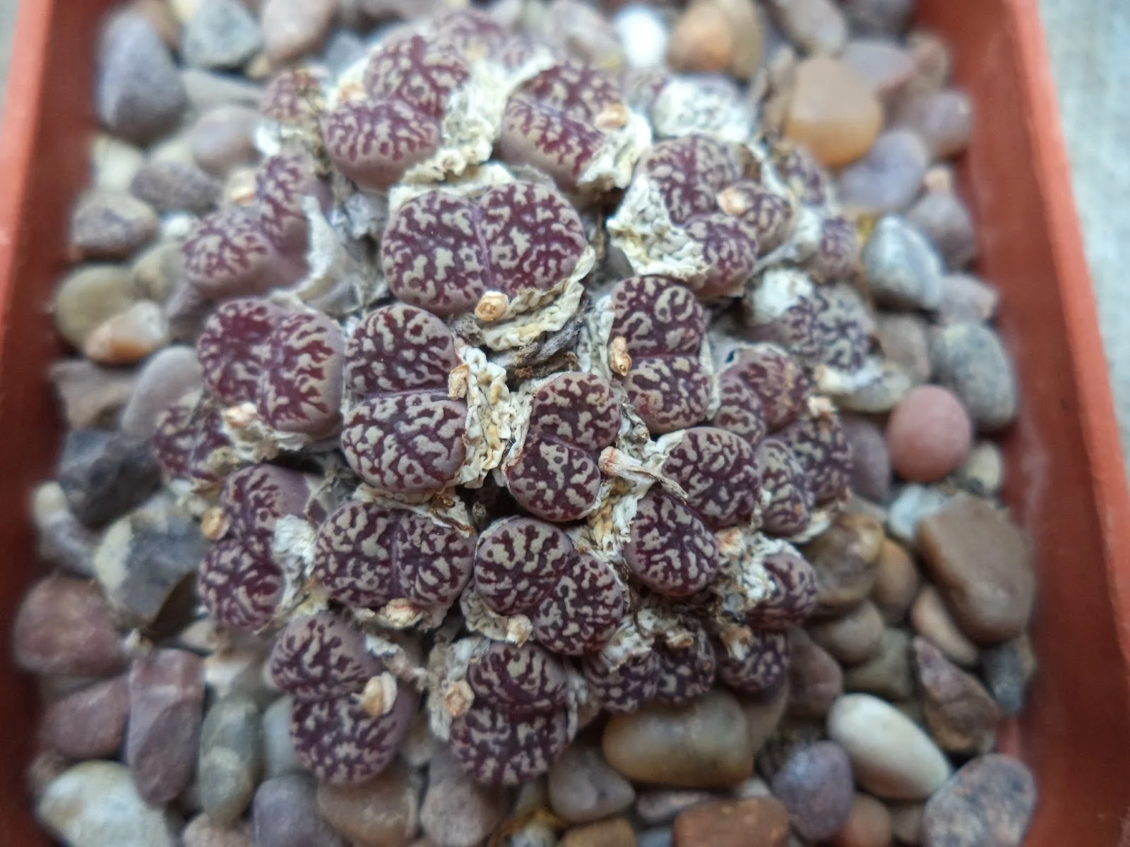Conophytum pellucidum - 10 seeds