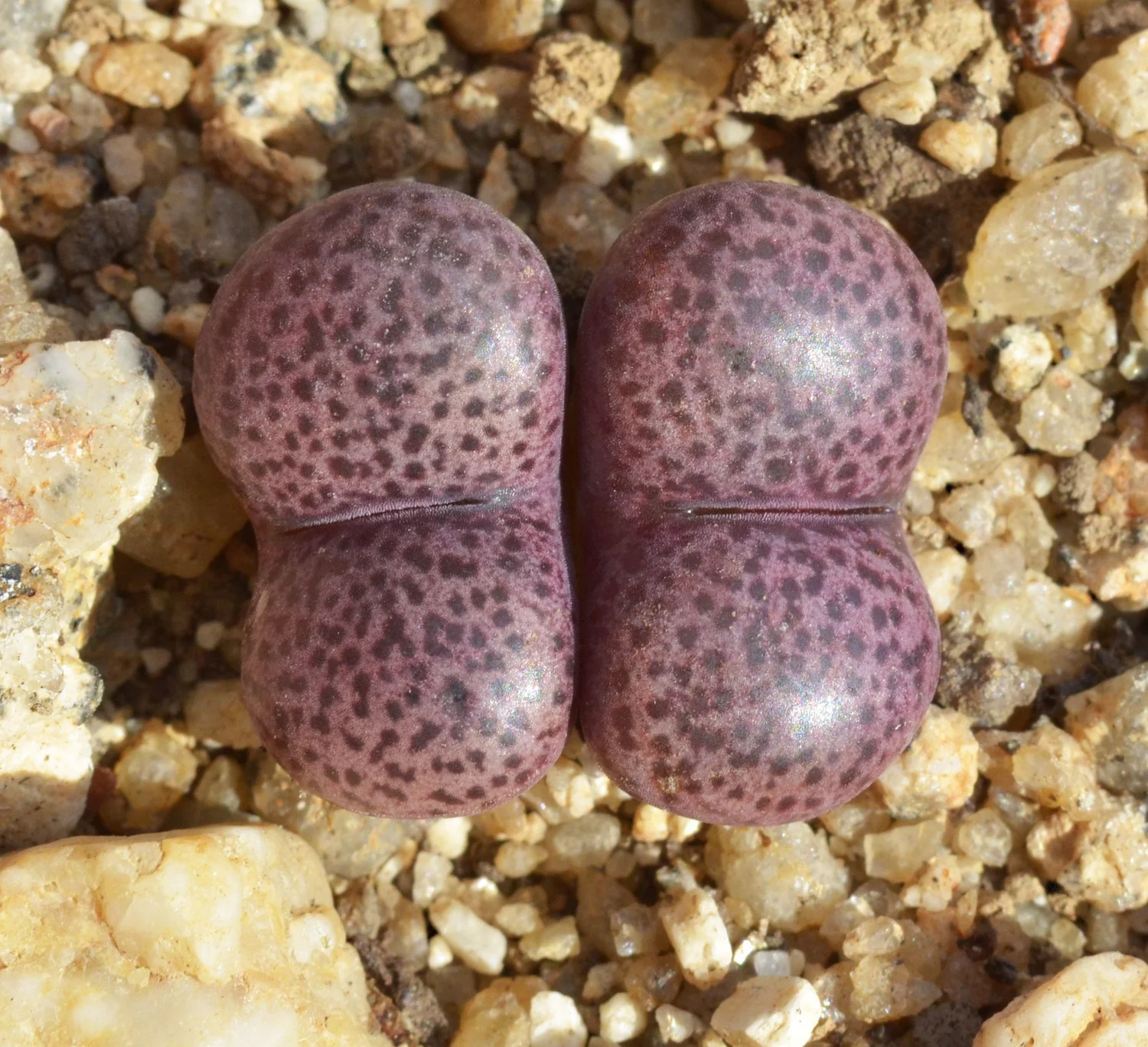 Conophytum Pellucidum 'pardicolor' Seeds – MG1444.351, 20 Seeds, Unbranded