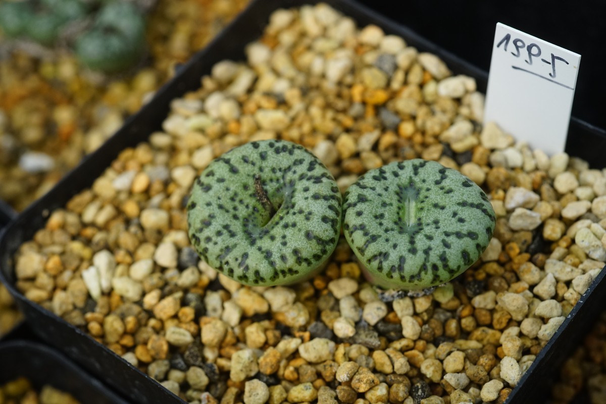 conophytum-obcordellum-mundum.jpg