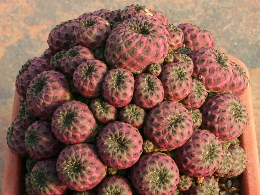Sulcorebutia-rauschii-f.-violacidermis3.jpg