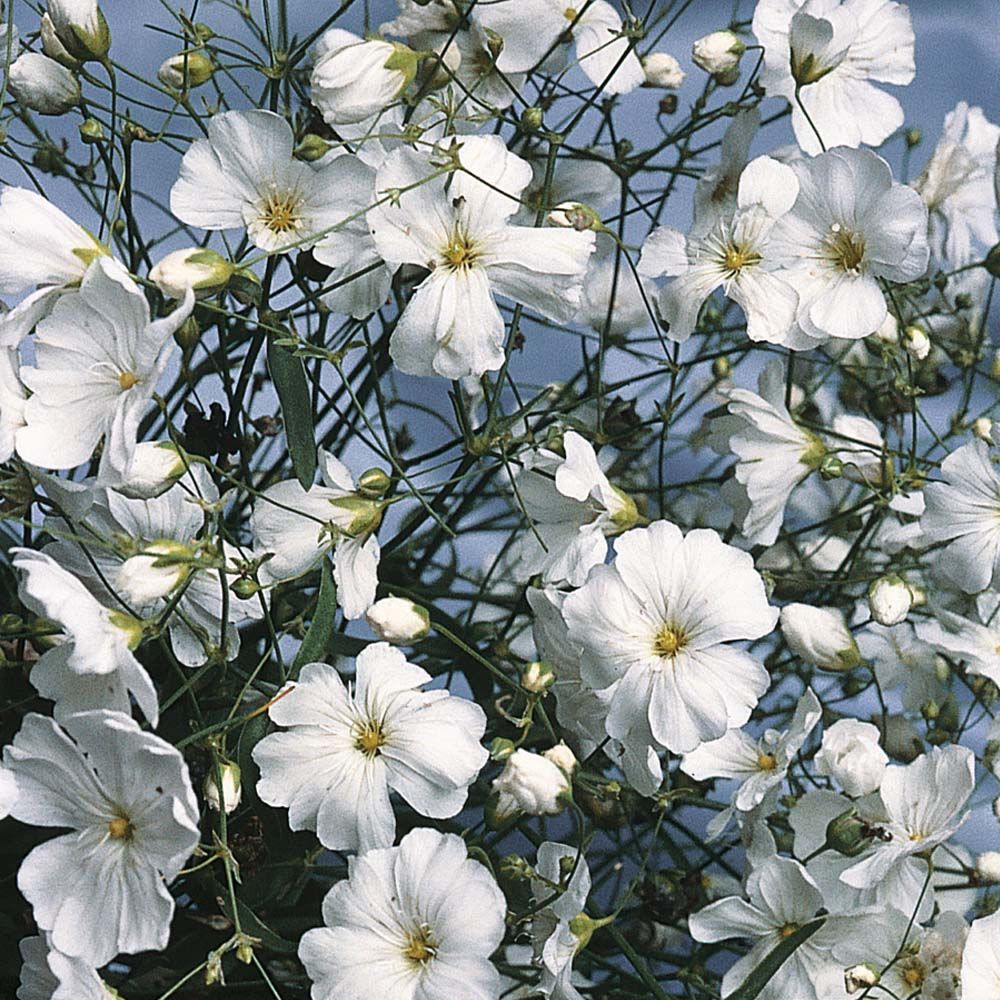 BOGO 50% off SALE Lilac Milady Details about Aster 50 Seeds BOGO 50% off SALE Lilac Milady Details about Aster 50 Seeds