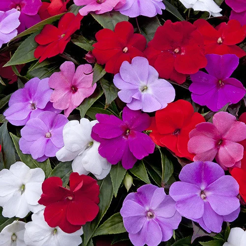 IMPATIENS_DIVINE_MIX_500.jpg