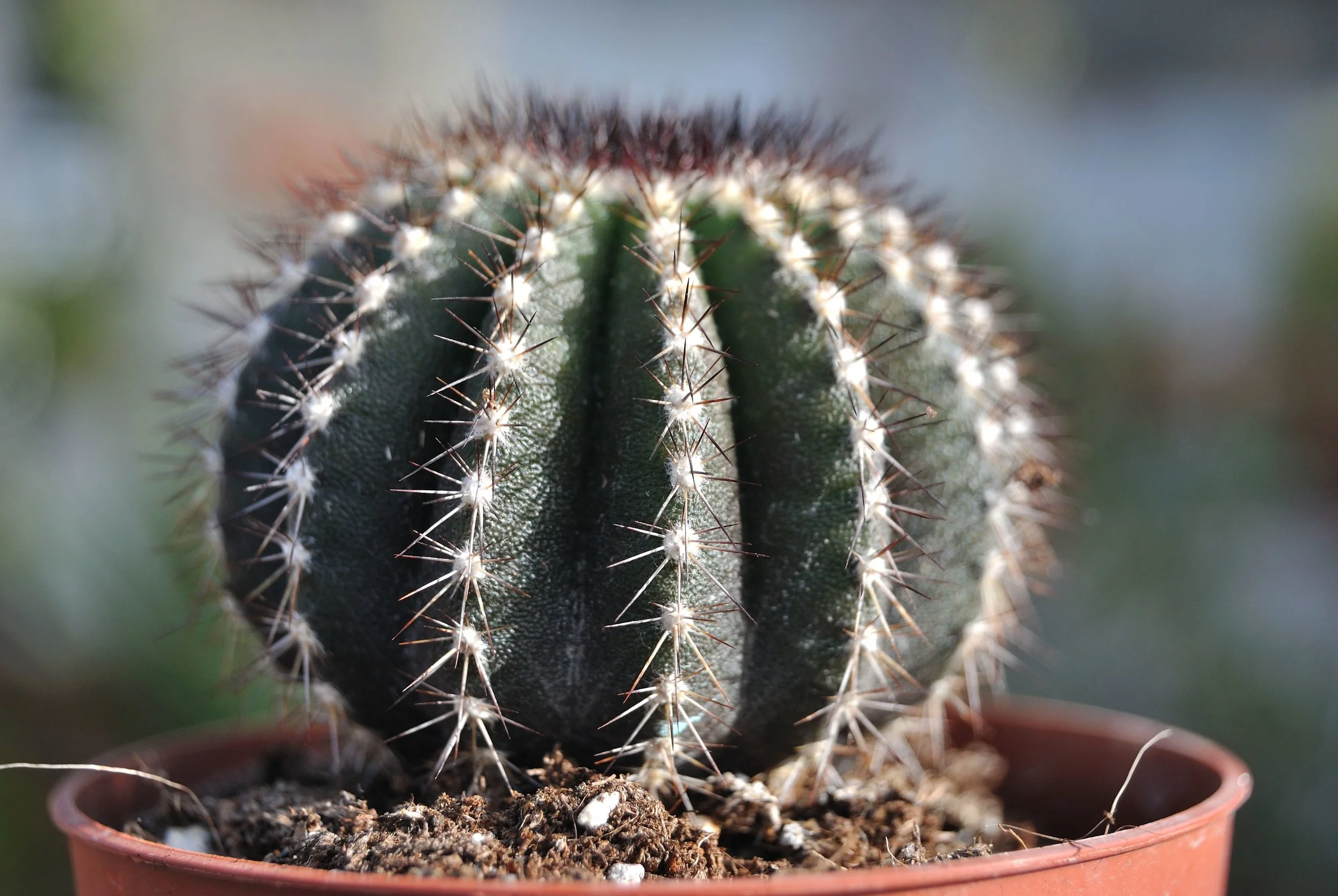 Uebelmannia pectinifera mix - 10 seeds