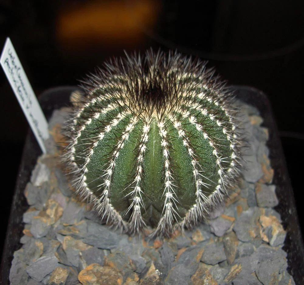 2009-06-28_Uebelmannia_pectinifera_v_multicostata_2.jpg