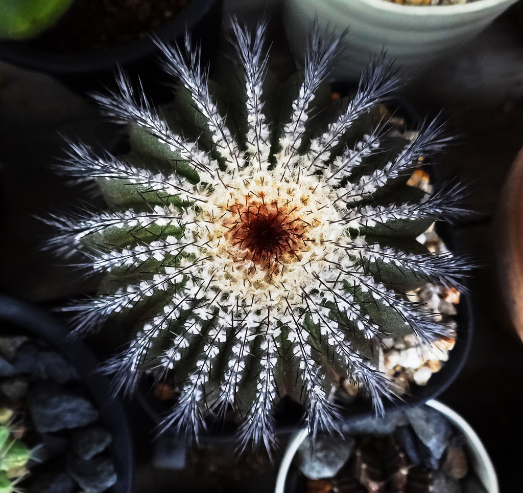 Uebelmannia pectinifera mix - 10 seeds  rareplant