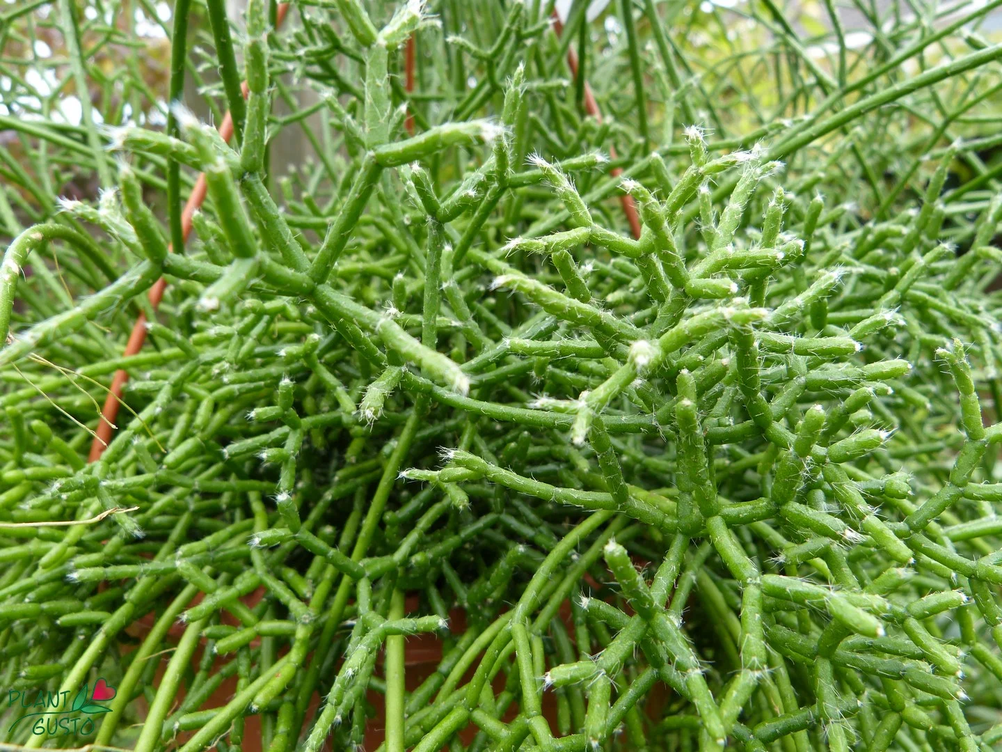 rhipsalis_cereuscula_stems_1.jpg