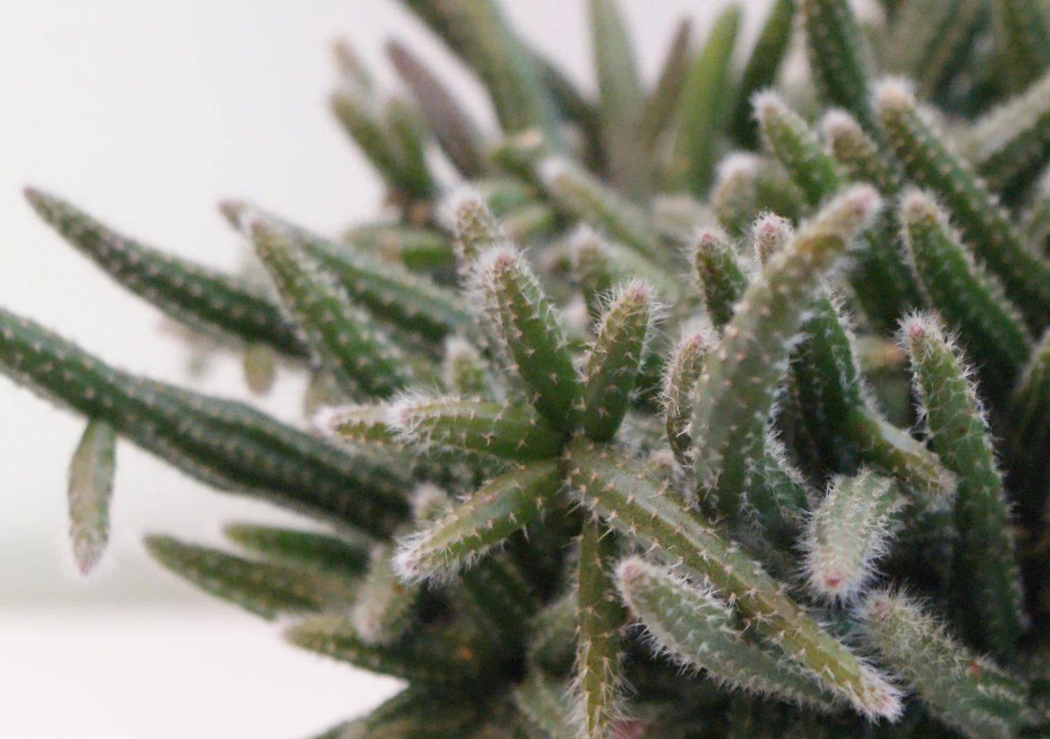 Mouse Tail Cactus - 20 seeds  rareplant