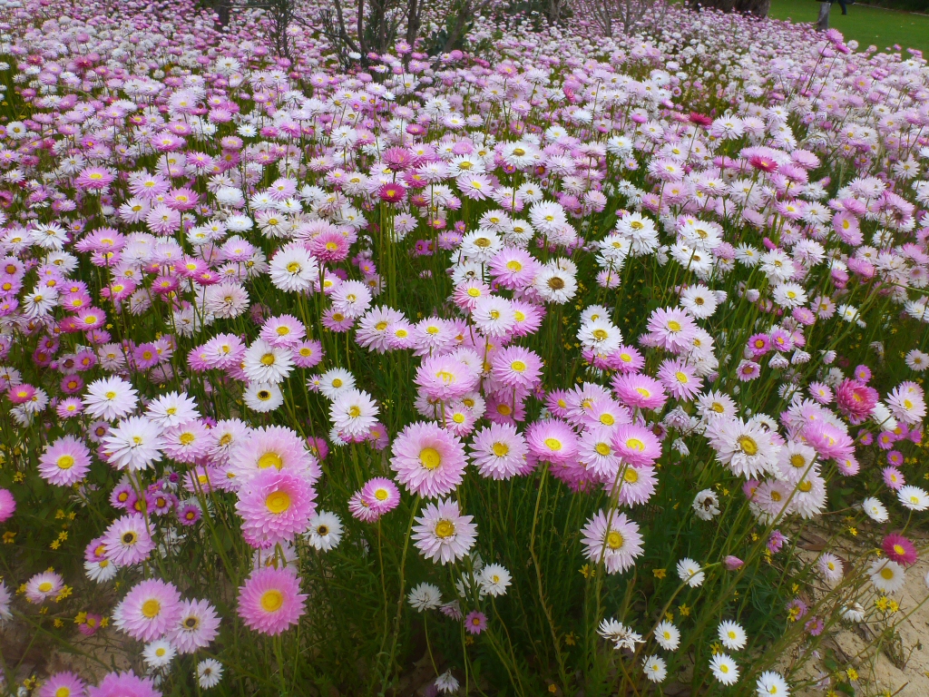 rhodanthe-chlorocephela_sunray-paper-daisy-3.jpg