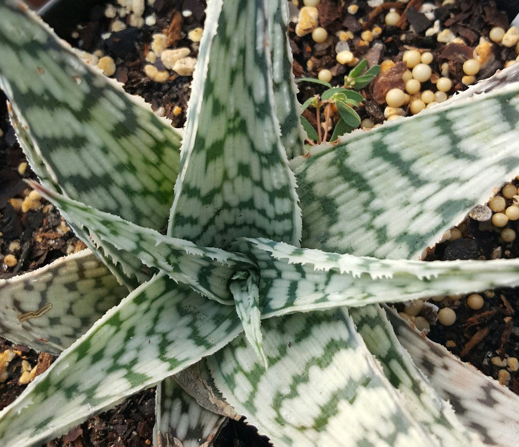 aloe_blizzard_1024x1024.jpg