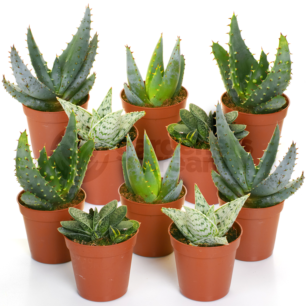 PLANTS_ALOMIX_5.5CM__10_WEB.png