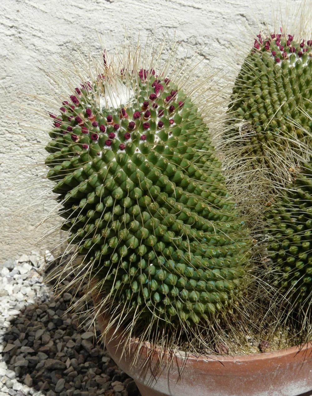 Mammillaria spinosissima - 10 seeds  rareplant