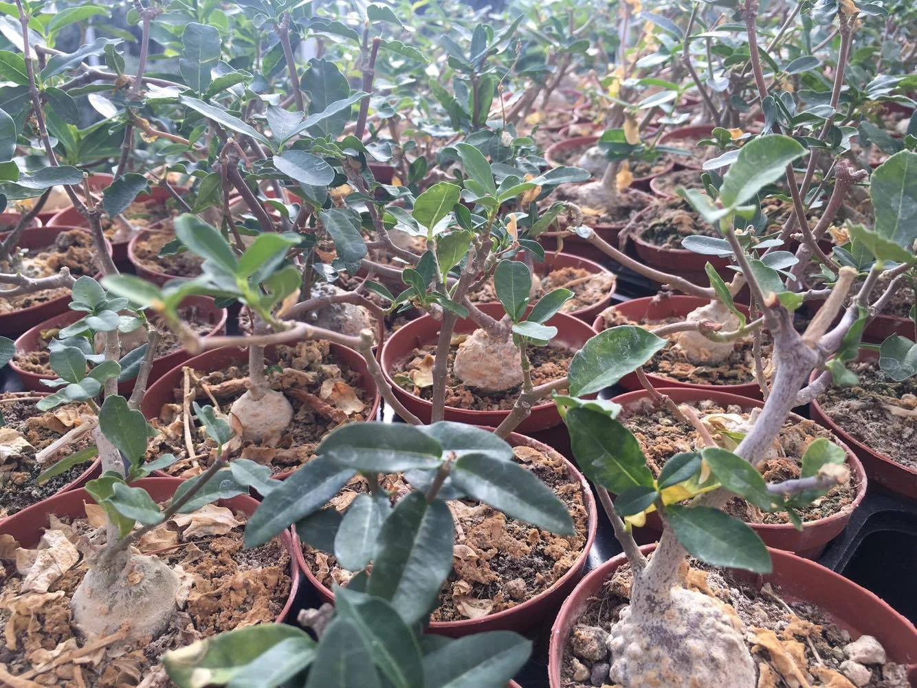 Fockea-edulis-2.jpg