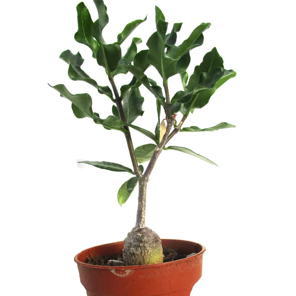 Fockea edulis - 5 seeds