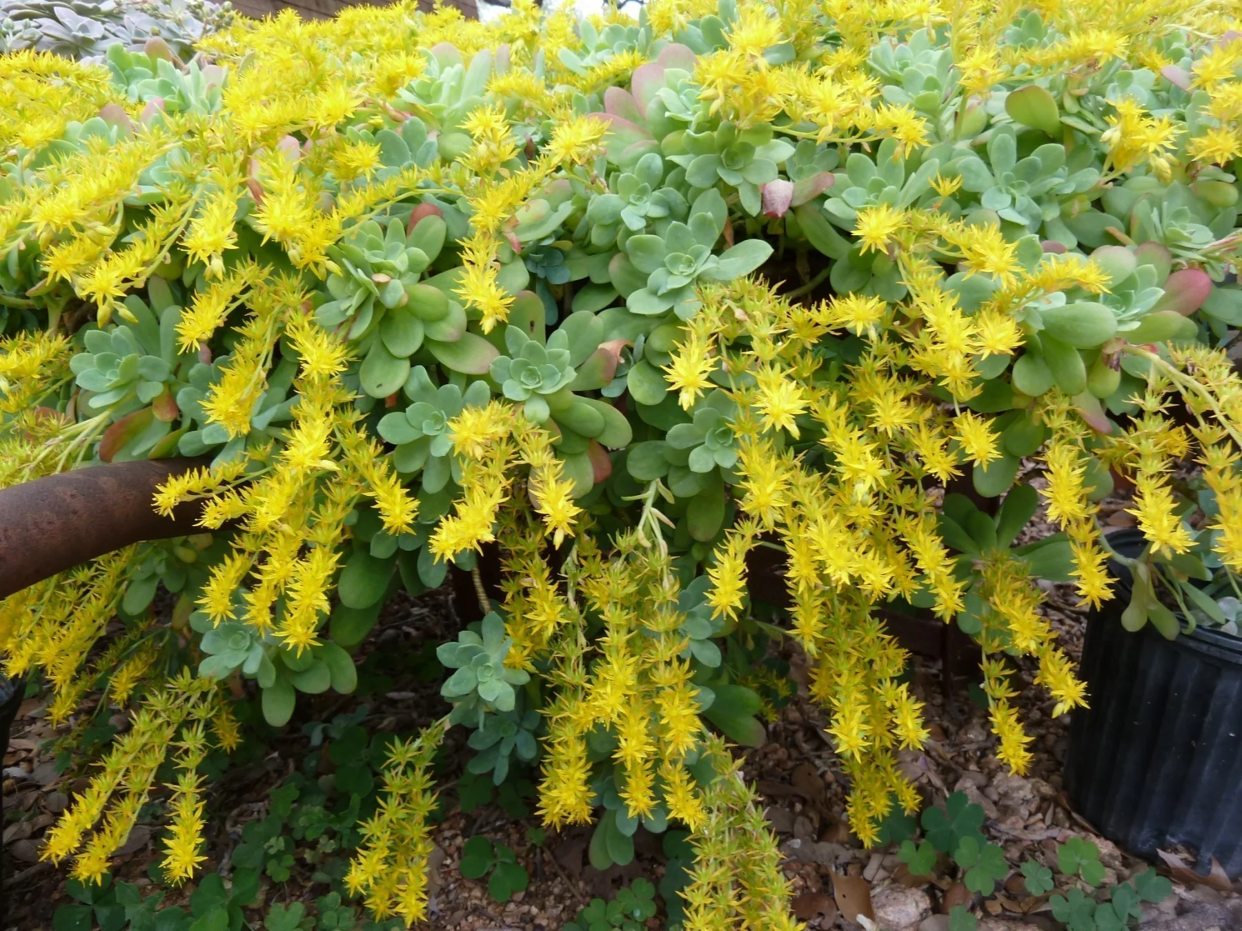 originalslika_Sedum-palmeri--173953461.jpg
