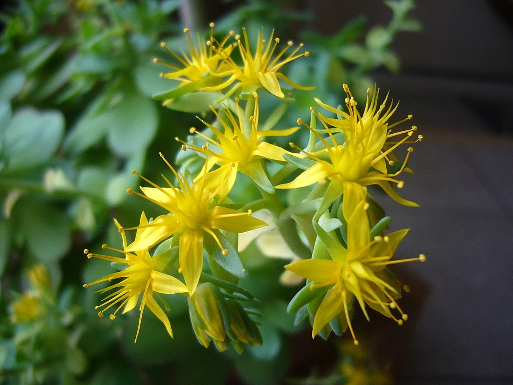 Sedum_palmeri_flowers.JPG