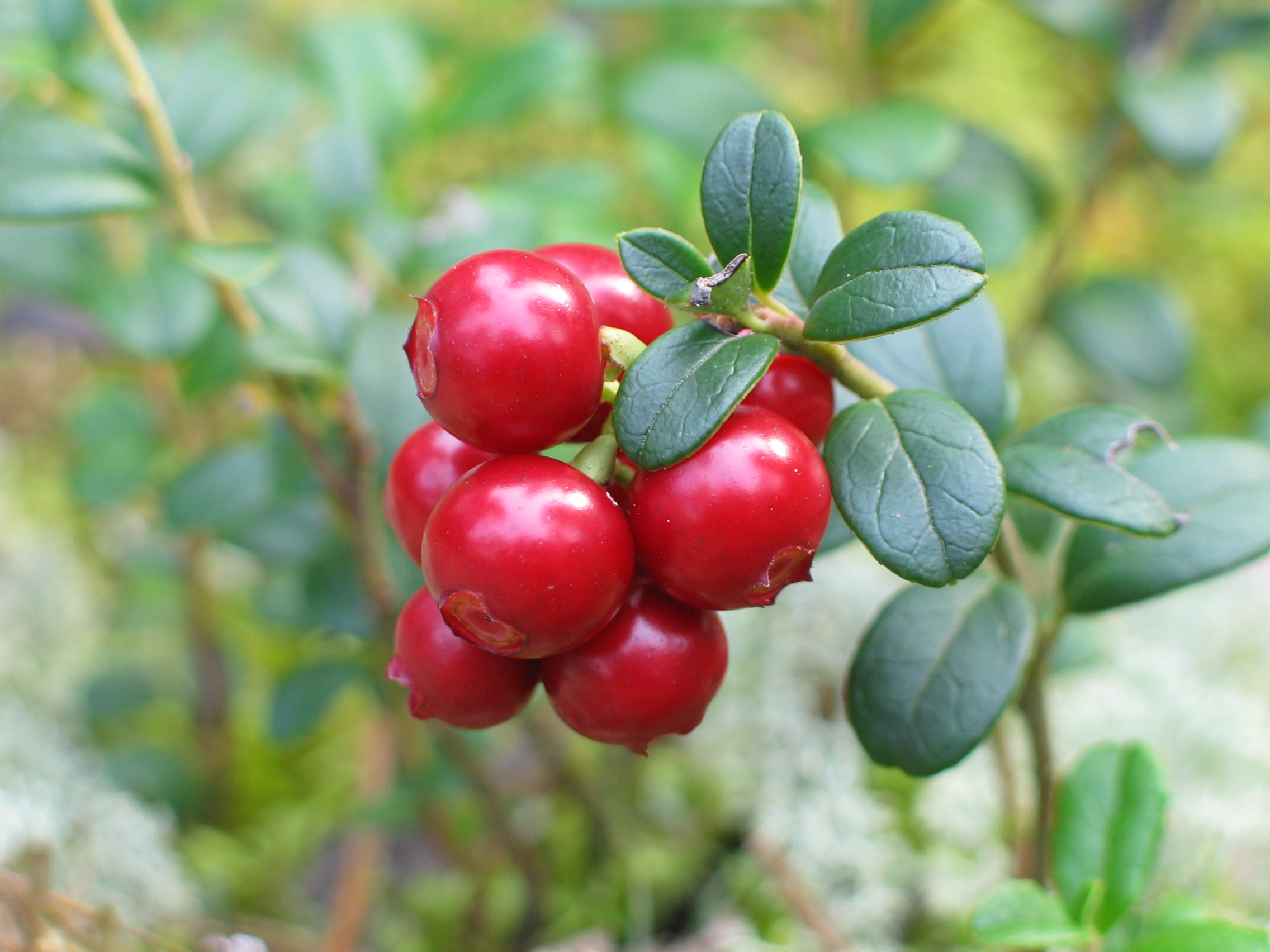 Vaccinium_vitis-idaea_20060824_002.jpg