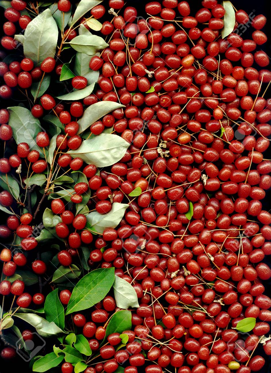 91978900-elaeagnus-multiflora-goumi-gumi-natsugumi-or-cherry-silverberry-is-deciduous-or-semi-evergreen-autum.jpg