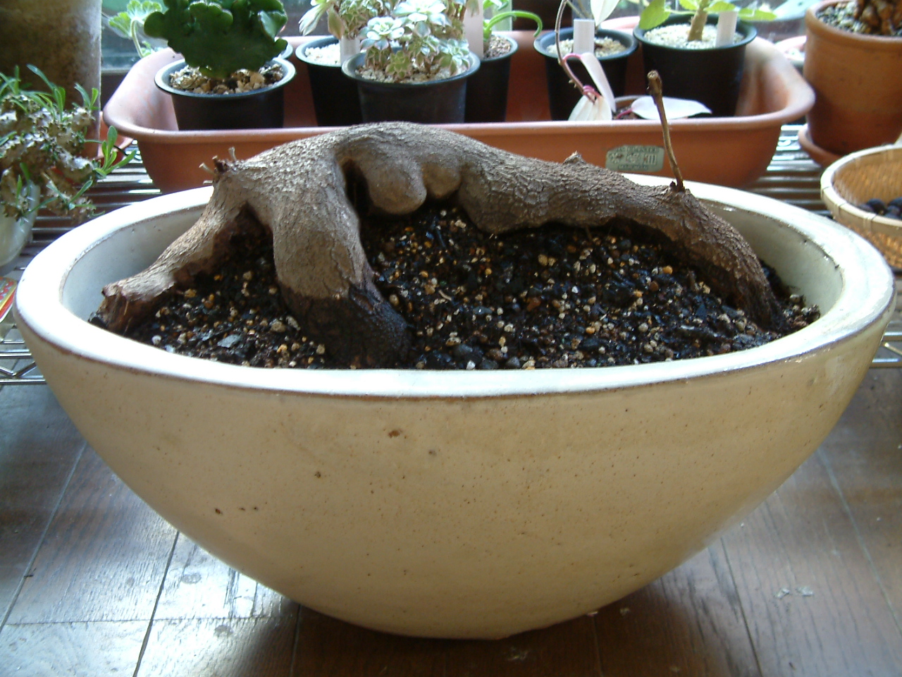 Dioscoreasylvatica1-1-vi.jpg