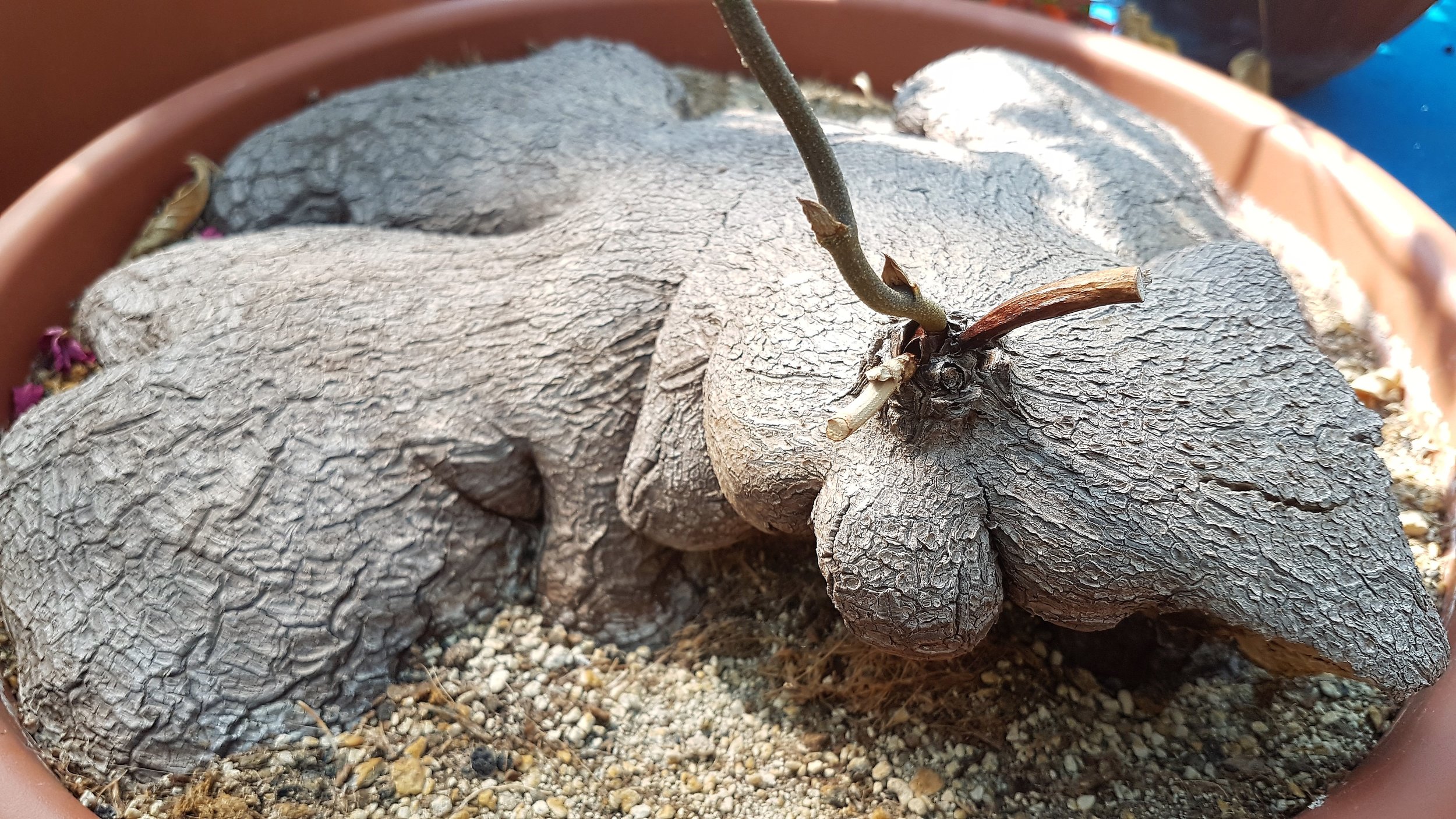 DIOSCOREA-SYLVATICA.jpg