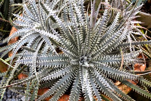 Dyckia fosteriana - 10 seeds — rareplant