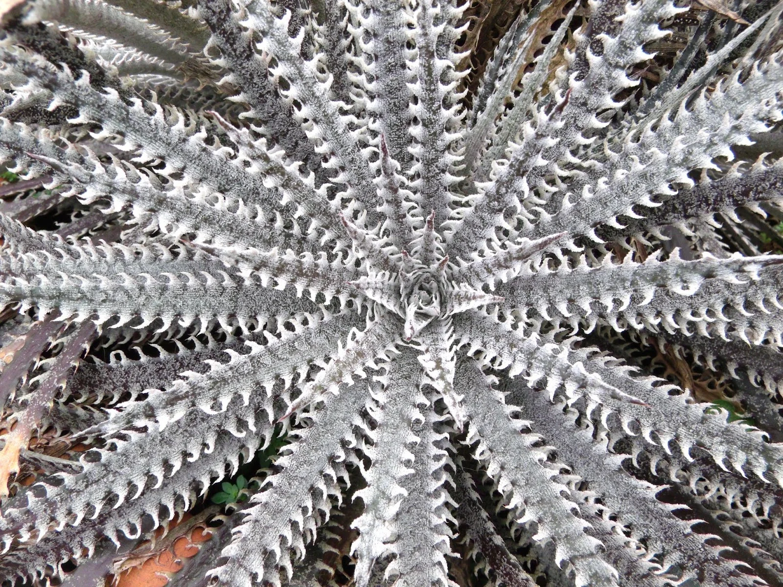 Dyckia fosteriana - 10 seeds