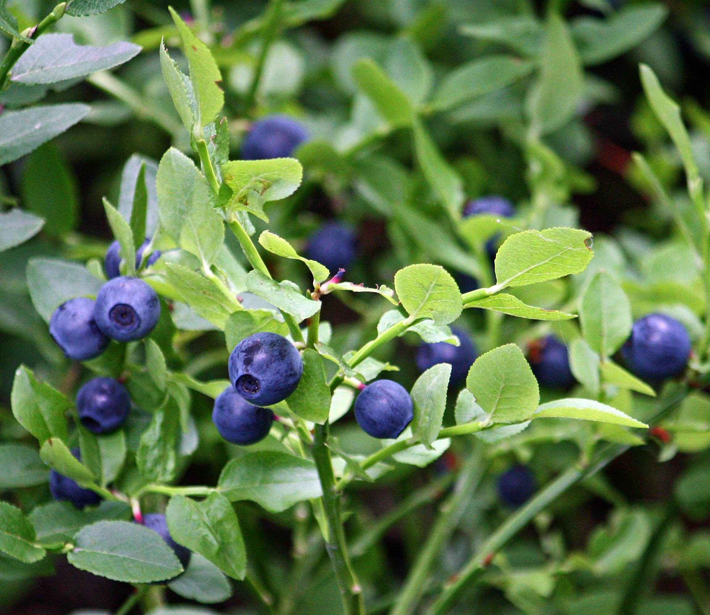 Vaccinium_myrtillus_Mustikka_IMG_1100_C-_cropped.jpg