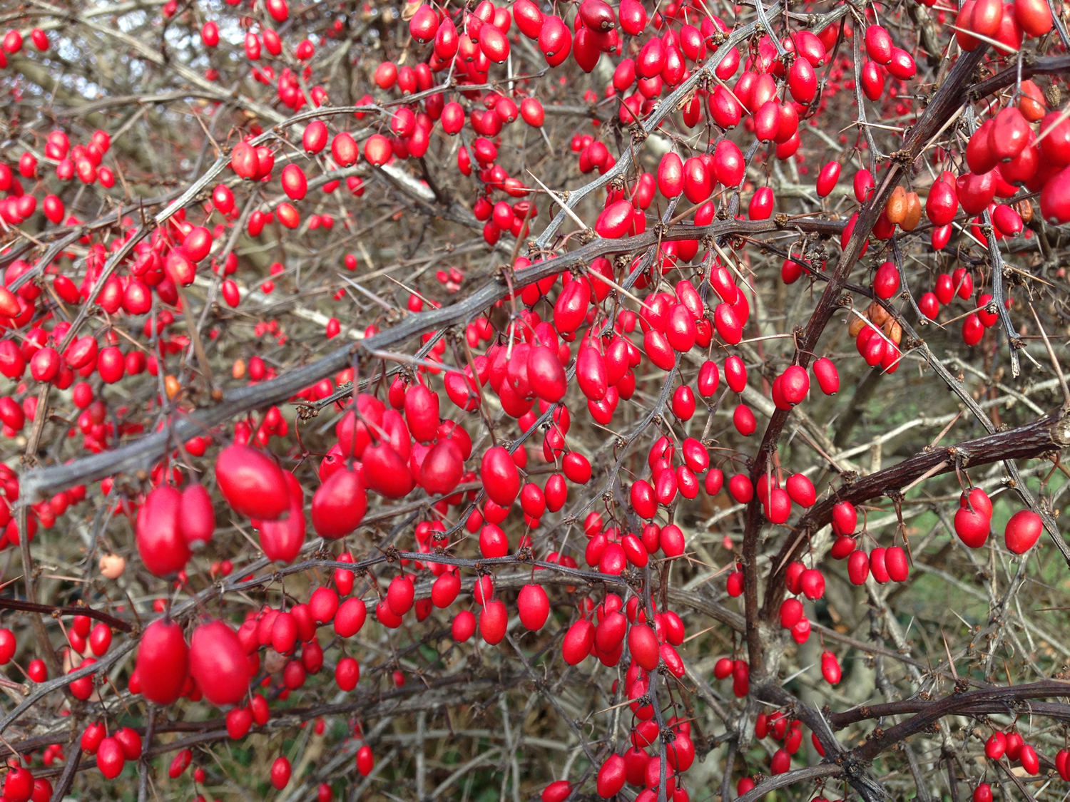 Barberry.jpg
