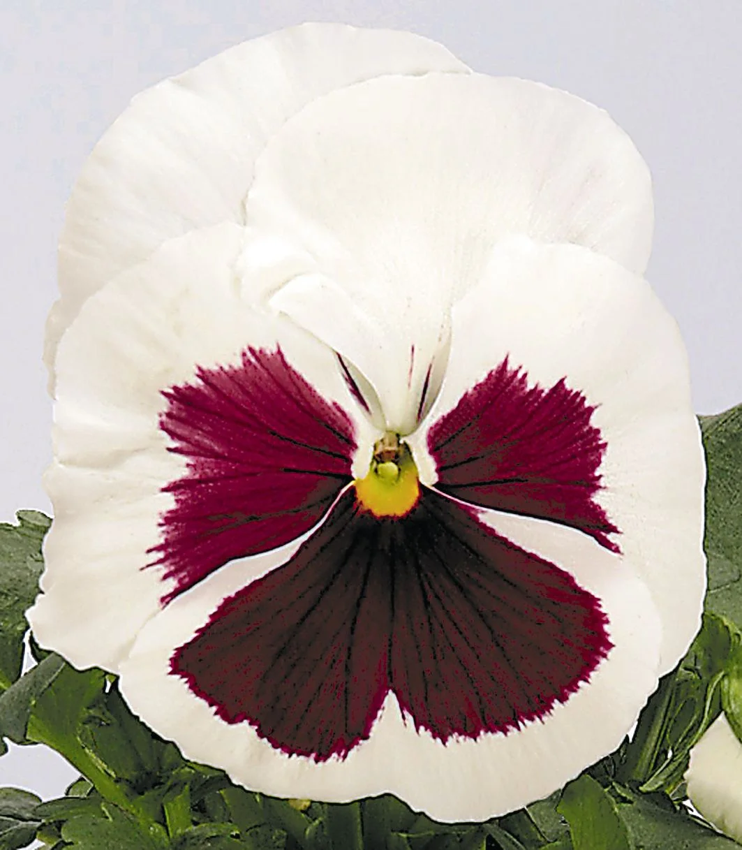 viola-wittrockiana-inspire-white-with-red-blotch-x0371-4.jpg