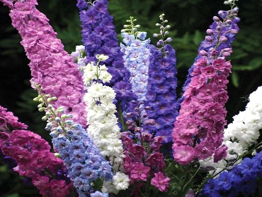 Ostróżka-Letnia-Delphinium-Ajacis-MIX-KOLORÓW-7.jpg