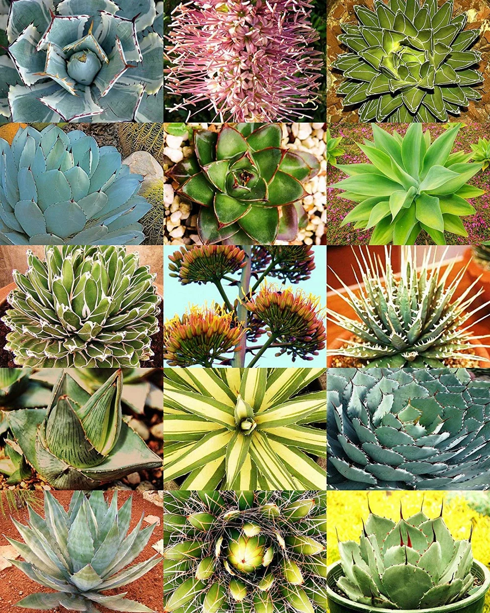 Agave mix - 10 seeds  rareplant