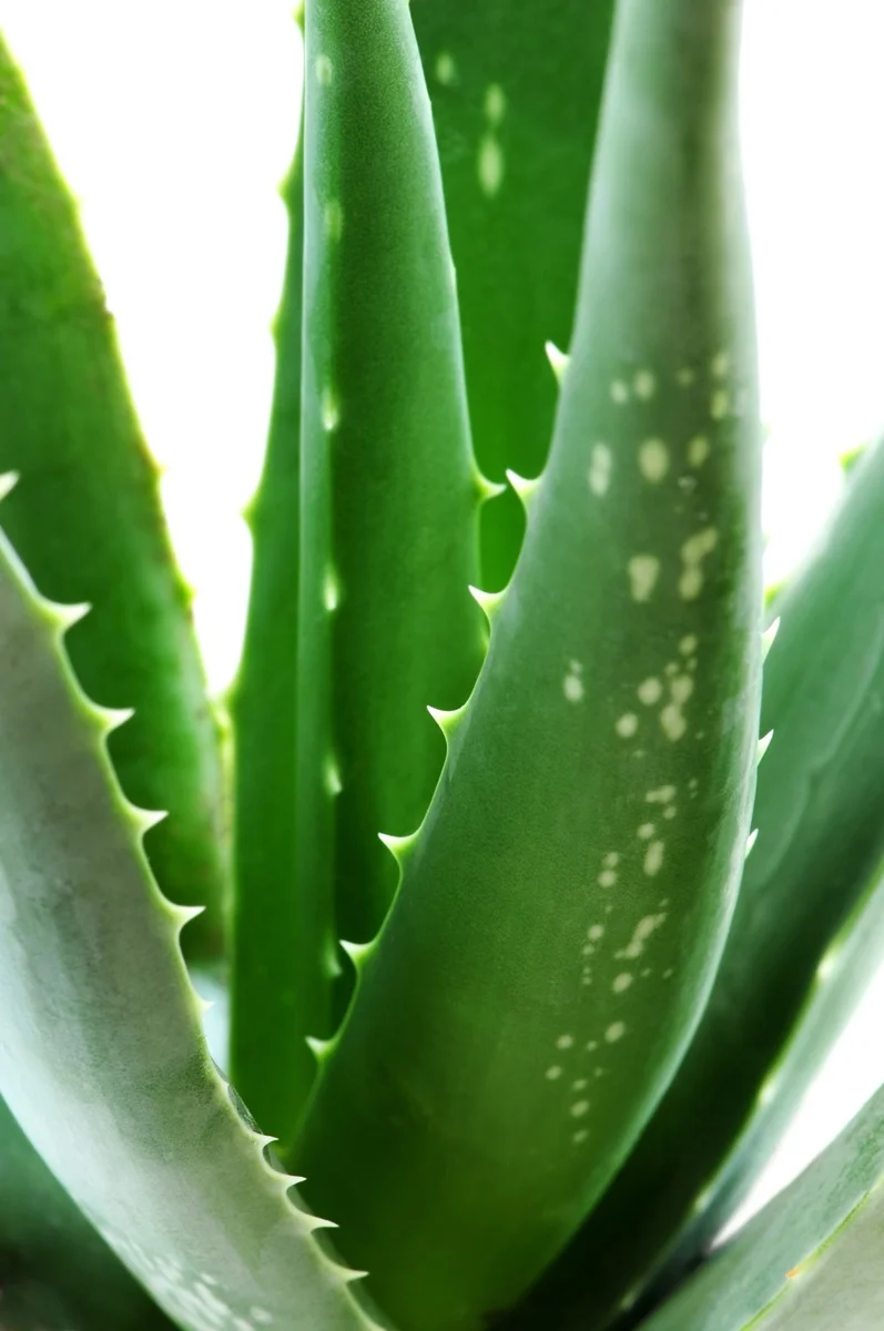 Aloe Vera - 5 seeds  rareplant