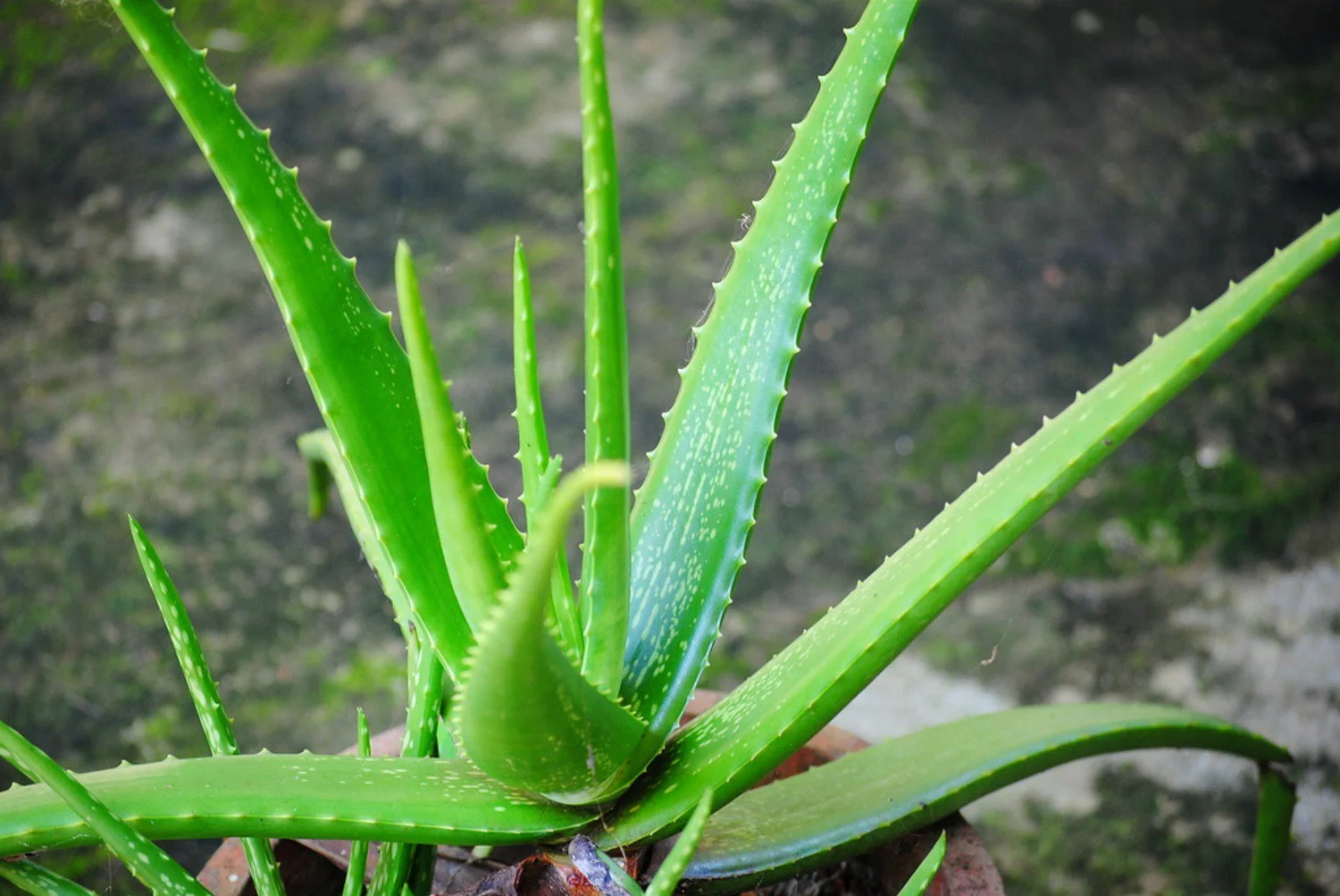 Aloe Vera - 5 seeds  rareplant
