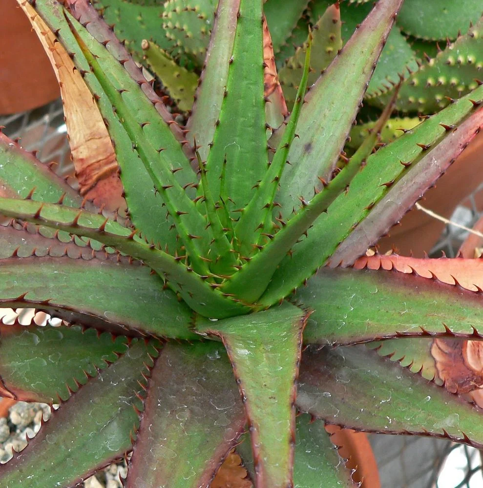 black raven zz plant for sale canada Premium Collection of ZZ Plant Black Raven
