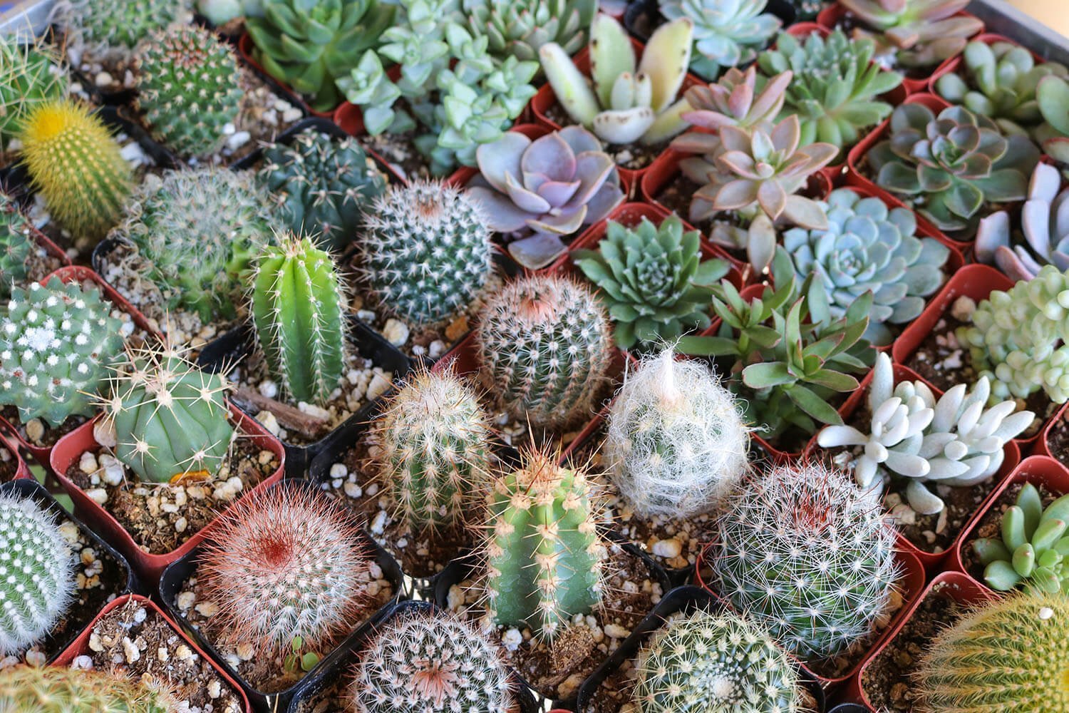 Cactus seeds mix   20 seeds — rareplant