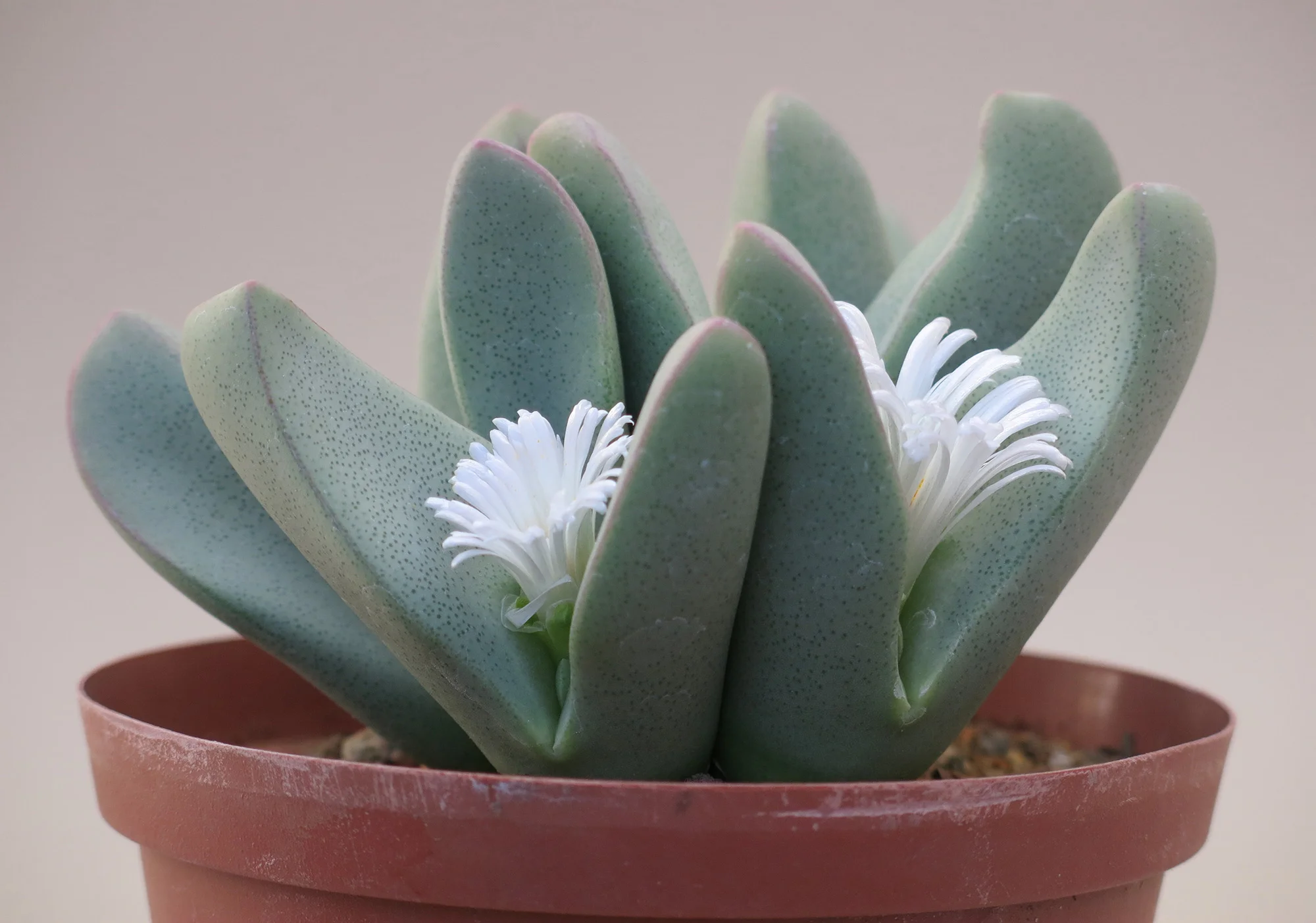 Conophytum_herreanthus_2.jpg