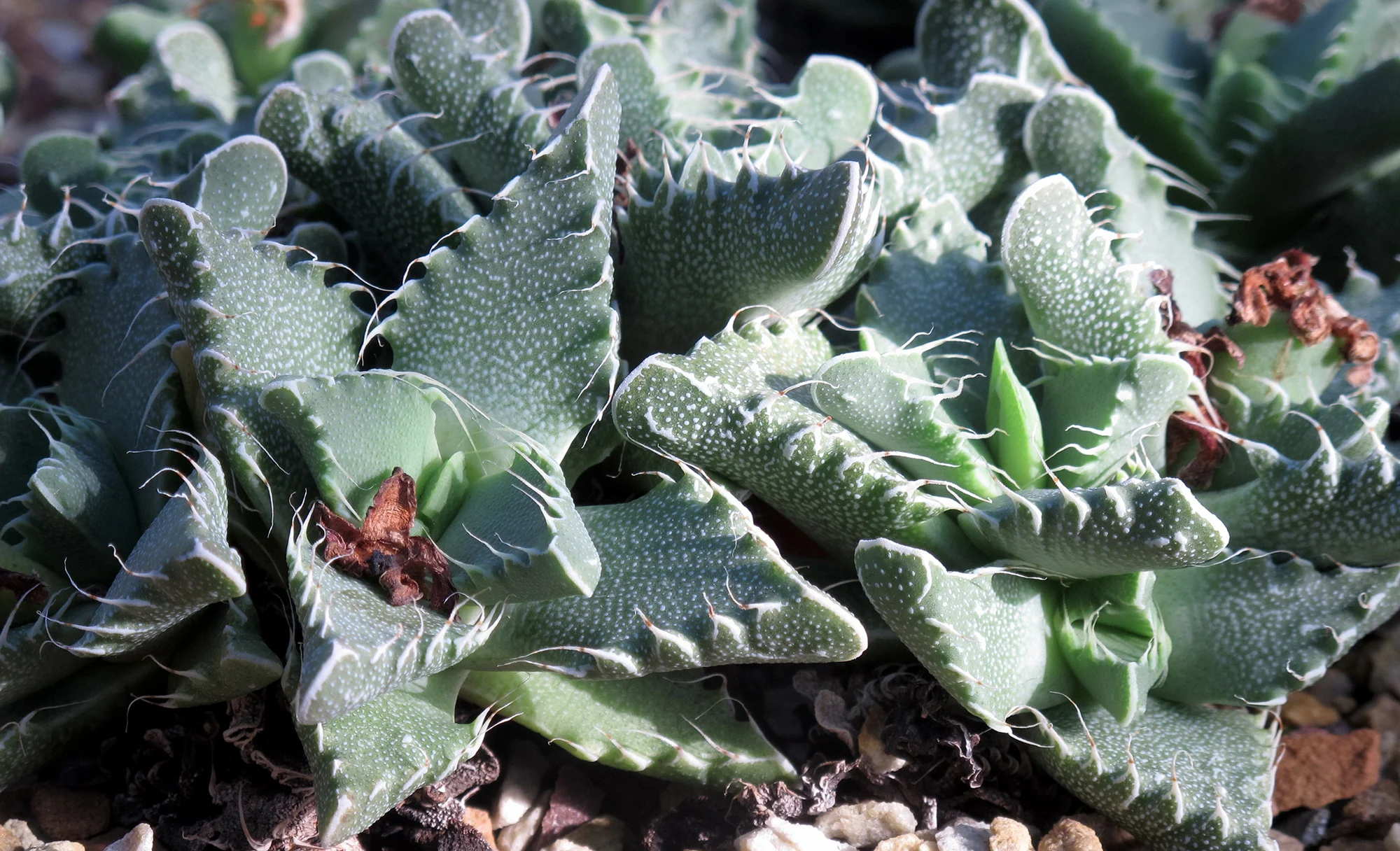 Faucaria_tuberculosa.jpg