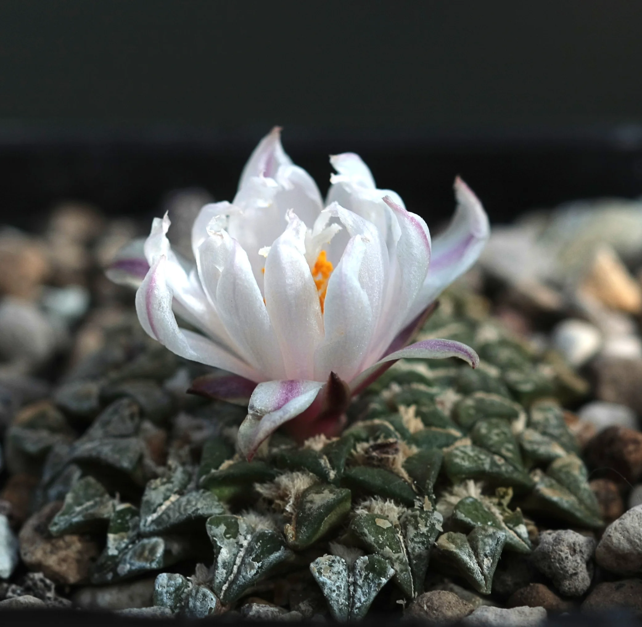 Ariocarpus_kotschoubeyanus_v.albiflorus.jpg