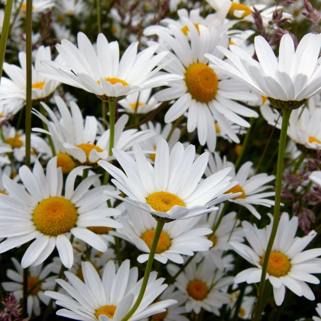 ox-eye-daisy-seeds-chrysanthemum-leucanthemum_3_1024x1024.jpg