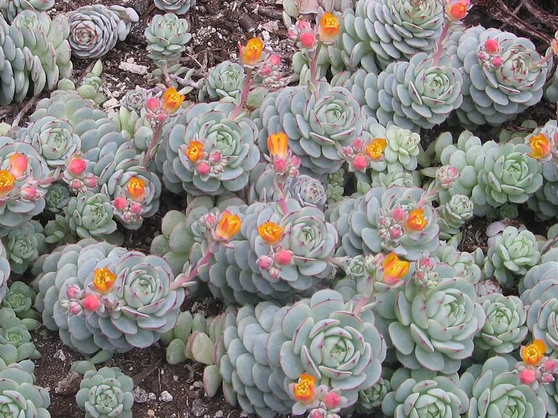 Painted Lady Echeveria - 20 seeds  rareplant