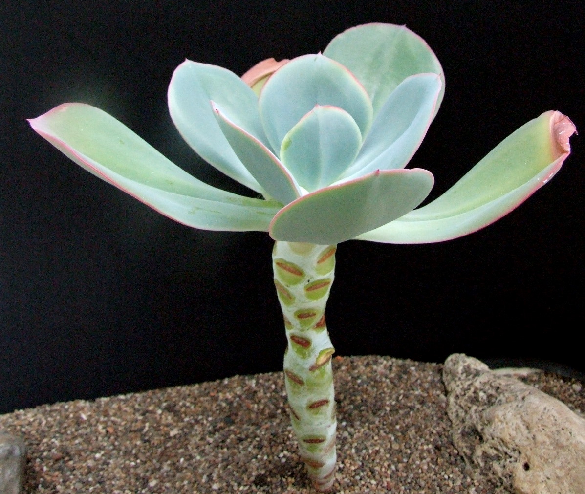 Echeveria gigantea - 20 seeds